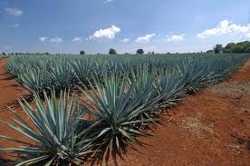 Agave