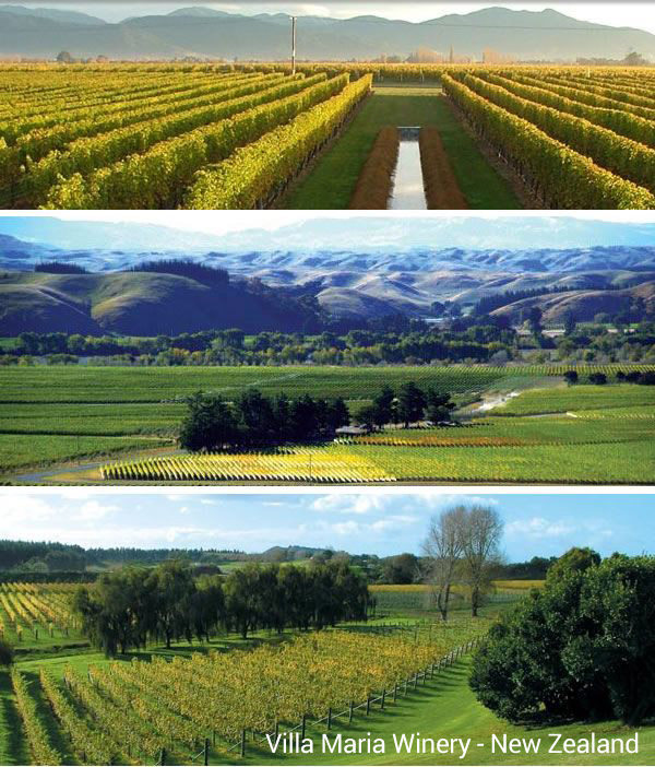 Villa Maria Winery - New Zealand