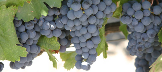 Malbec Grapes