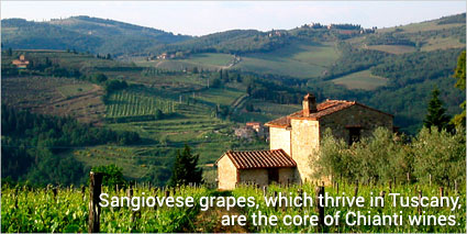 Sangiovese grapes, which thrive in Tuscany, are the core of Chianti wines.