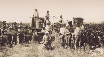 Wine Producers in Argentina